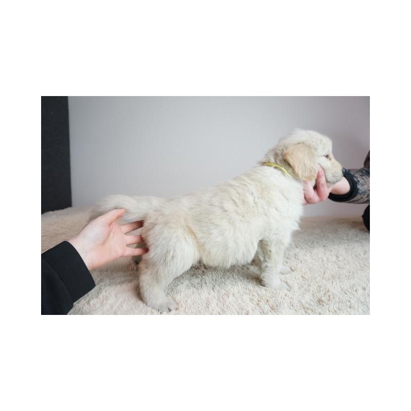 販売中の奈良県のゴールデンレトリーバー-444304の4枚目