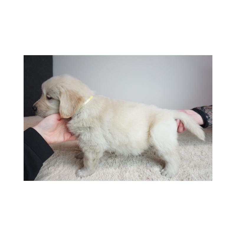 販売中の奈良県のゴールデンレトリーバー-444304の3枚目