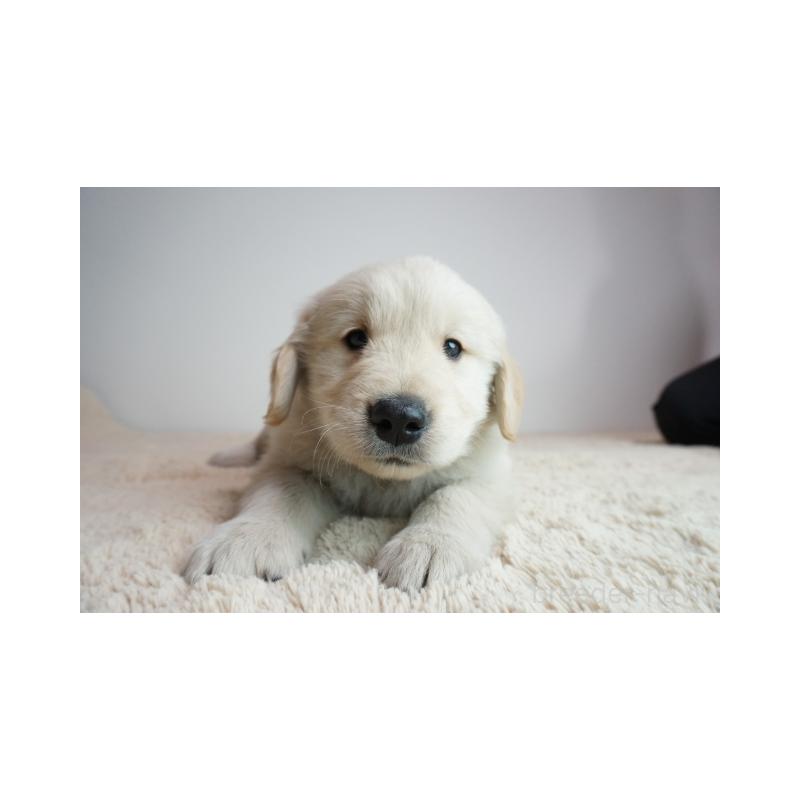 販売中の奈良県のゴールデンレトリーバー-444304の2枚目