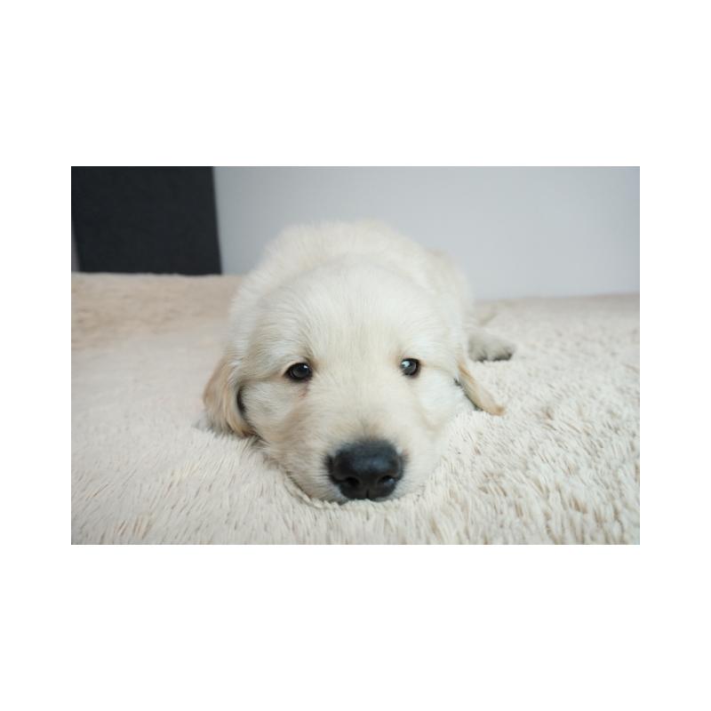 販売中の奈良県のゴールデンレトリーバー-444304