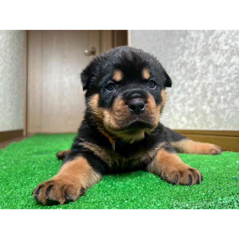 商談中の大阪府のロットワイラー-444305の3枚目