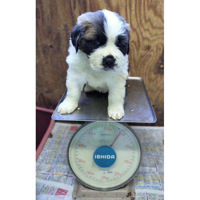 成約済の岐阜県のセントバーナード-439404の2枚目