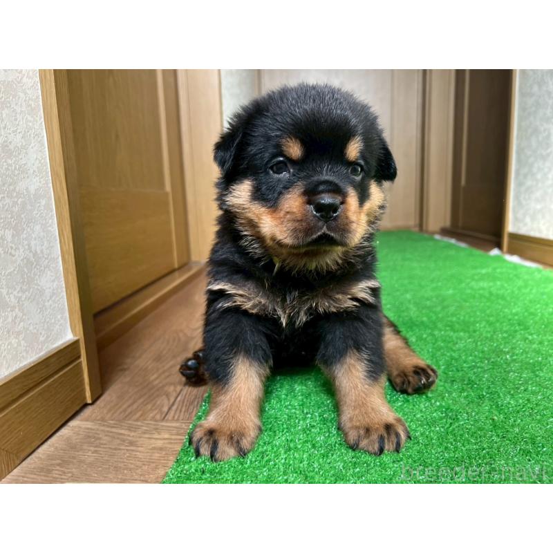 販売中の大阪府のロットワイラー-444306の3枚目