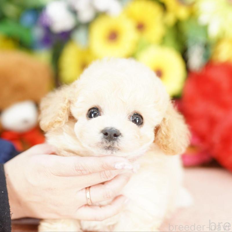 販売中の埼玉県のビションプー:ビションフリーゼ×トイプードル-444307の1枚目