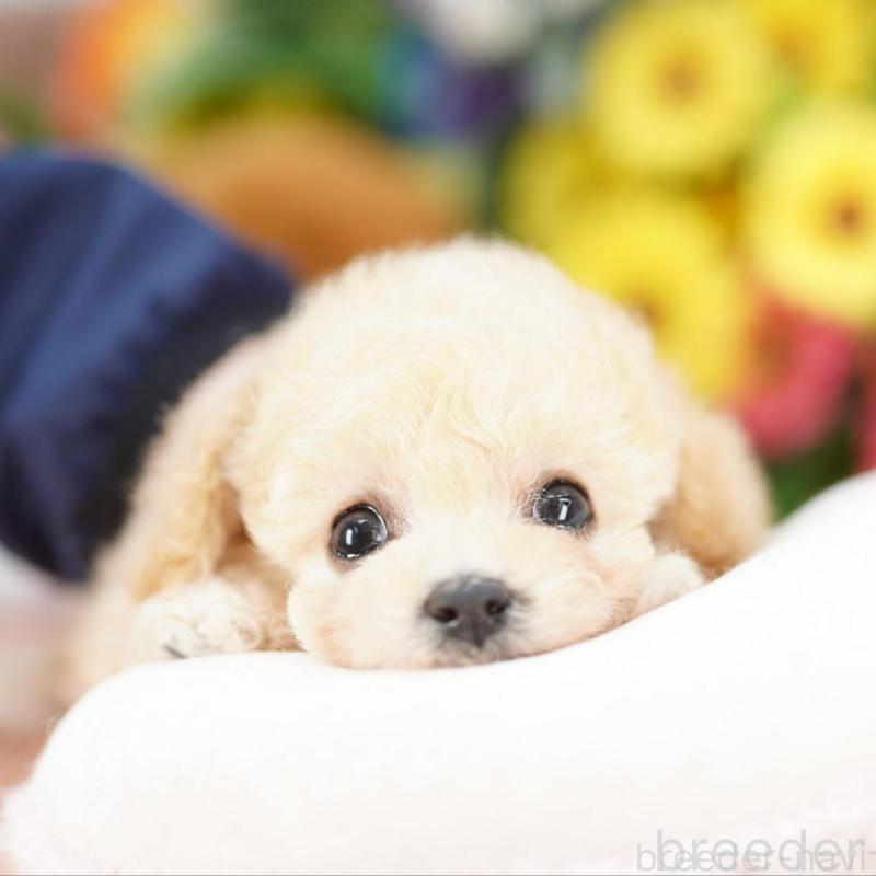 販売中の埼玉県のビションプー:ビションフリーゼ×トイプードル-444307の4枚目