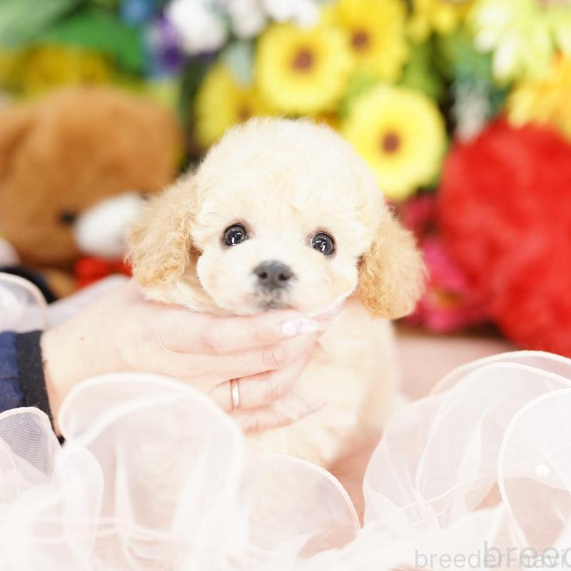 販売中の埼玉県のビションプー:ビションフリーゼ×トイプードル-444307の3枚目