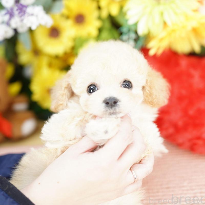 販売中の埼玉県のビションプー:ビションフリーゼ×トイプードル-444307の2枚目