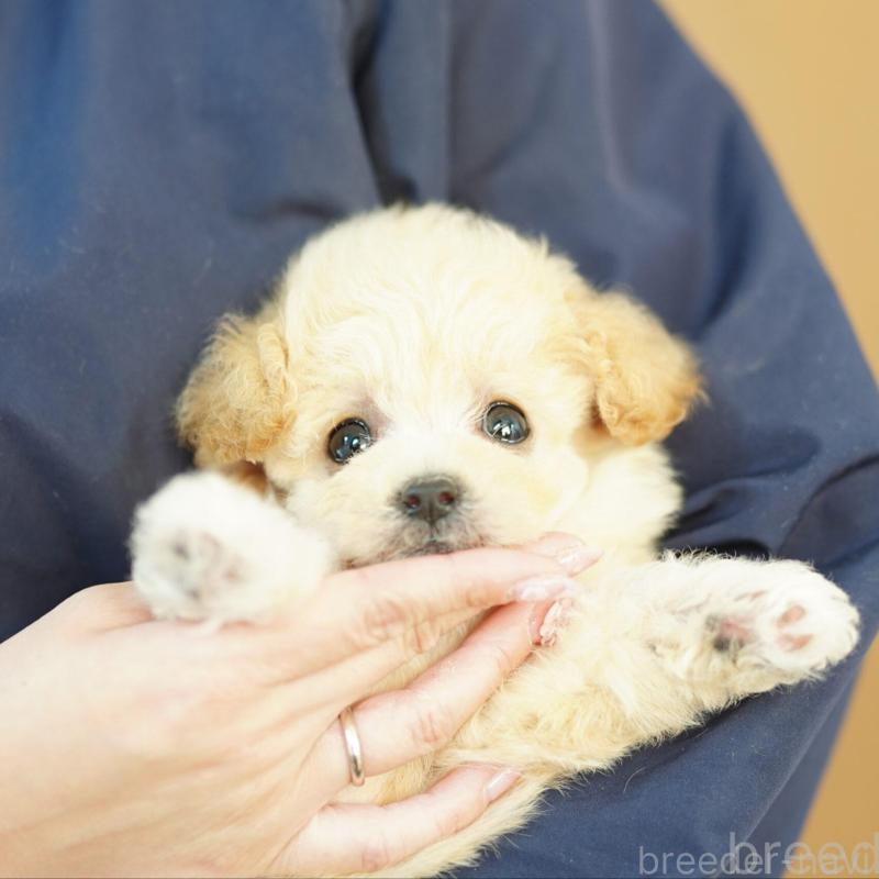 成約済の埼玉県のビションプー:ビションフリーゼ×トイプードル-444308の4枚目