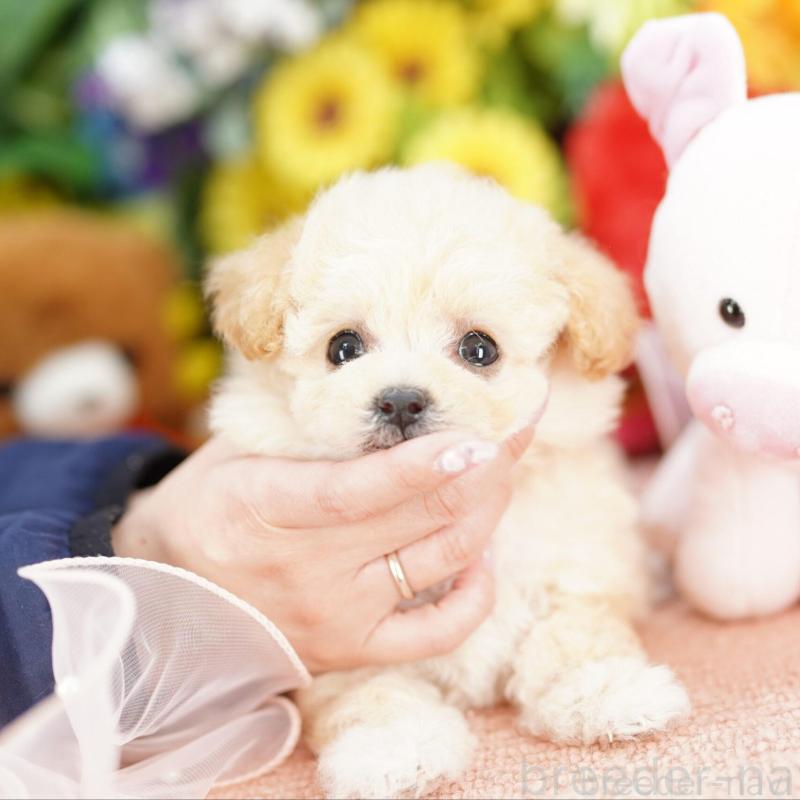 成約済の埼玉県のビションプー:ビションフリーゼ×トイプードル-444308の3枚目