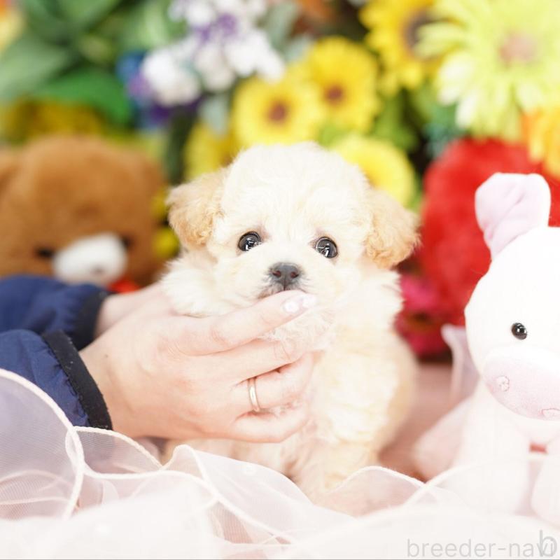 成約済の埼玉県のビションプー:ビションフリーゼ×トイプードル-444308の2枚目