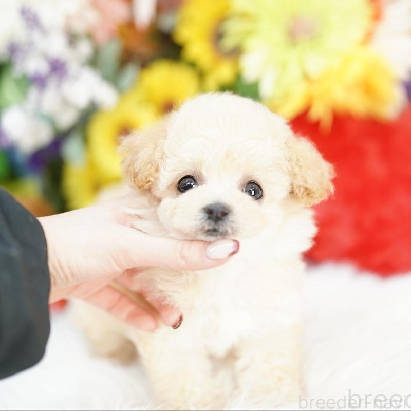 成約済の埼玉県のビションプー:ビションフリーゼ×トイプードル-444308の1枚目