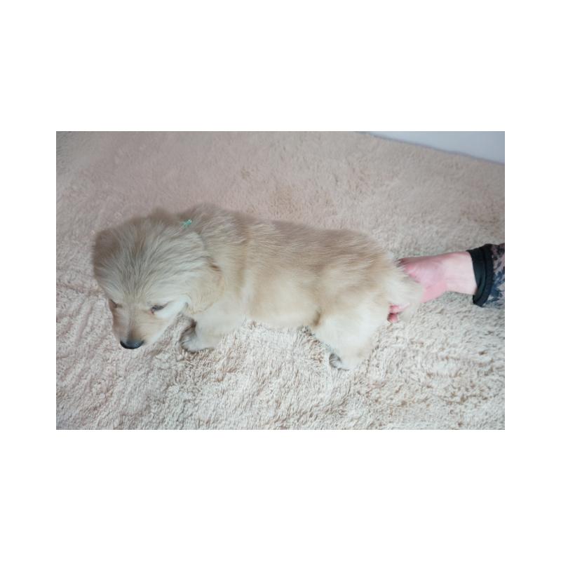 販売中の奈良県のゴールデンレトリーバー-444309の5枚目