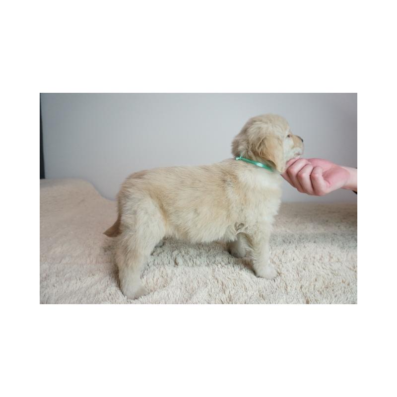 販売中の奈良県のゴールデンレトリーバー-444309の4枚目