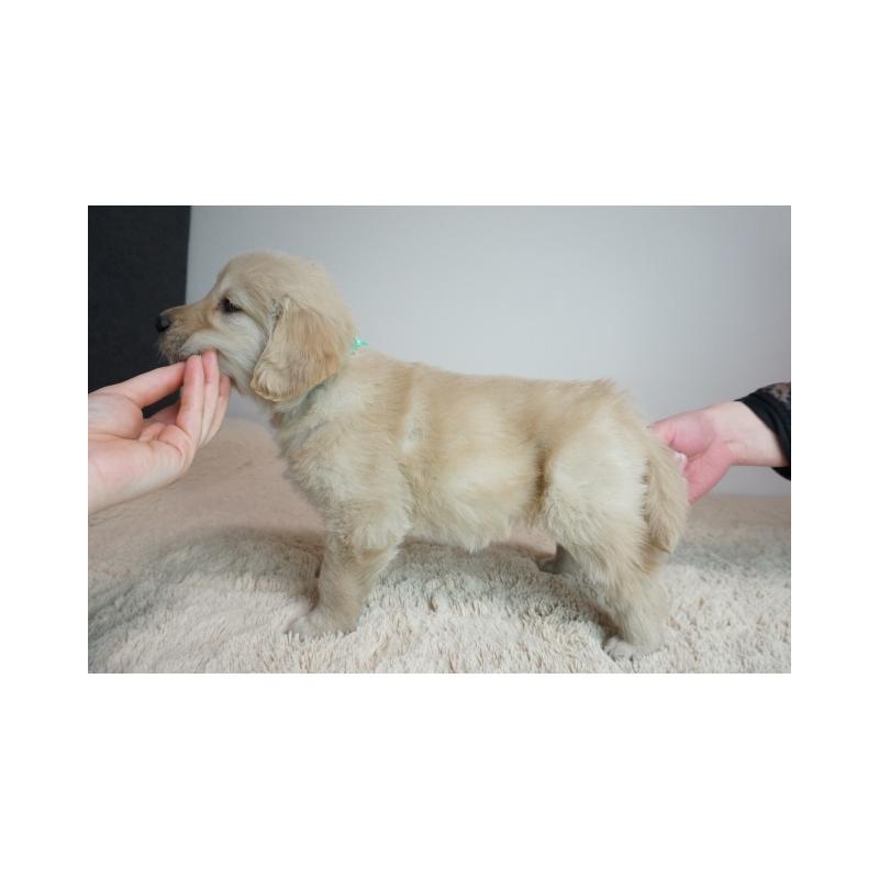 販売中の奈良県のゴールデンレトリーバー-444309の3枚目