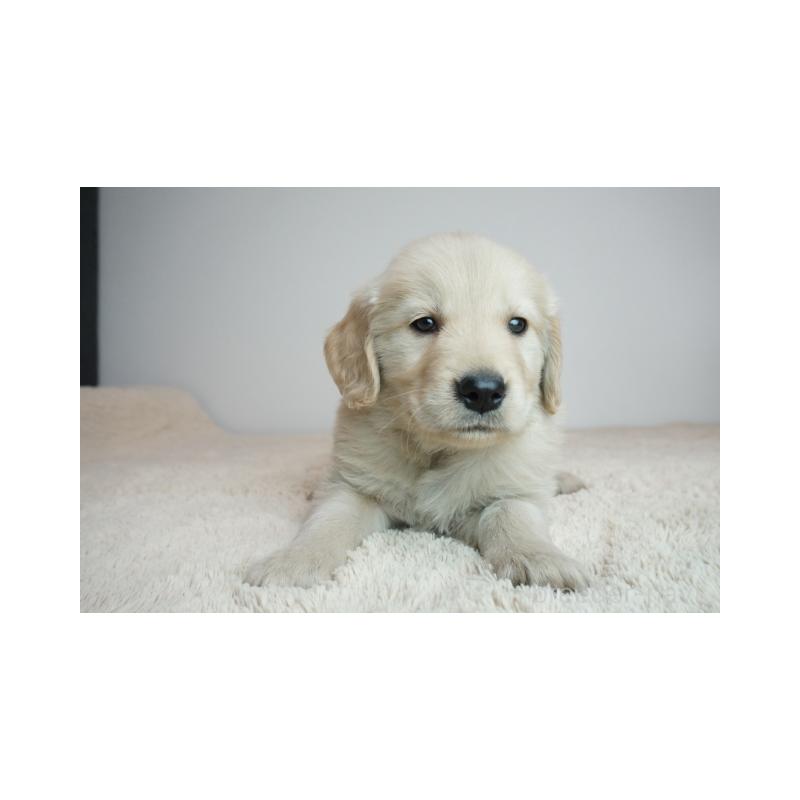 販売中の奈良県のゴールデンレトリーバー-444309の2枚目