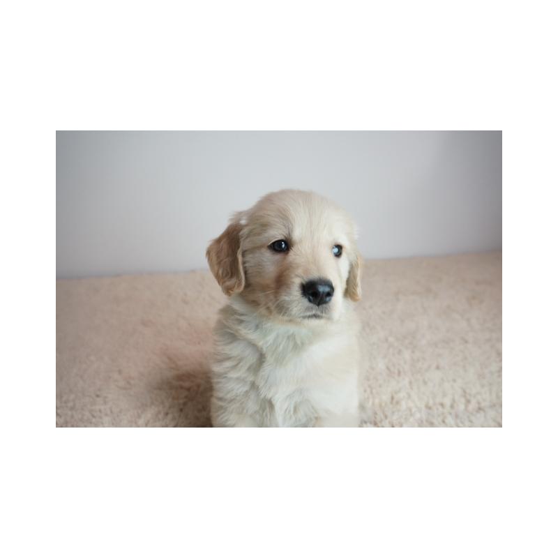 販売中の奈良県のゴールデンレトリーバー-444309の1枚目