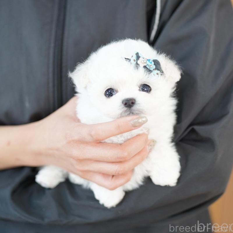 販売中の埼玉県のビションフリーゼ-444310の4枚目