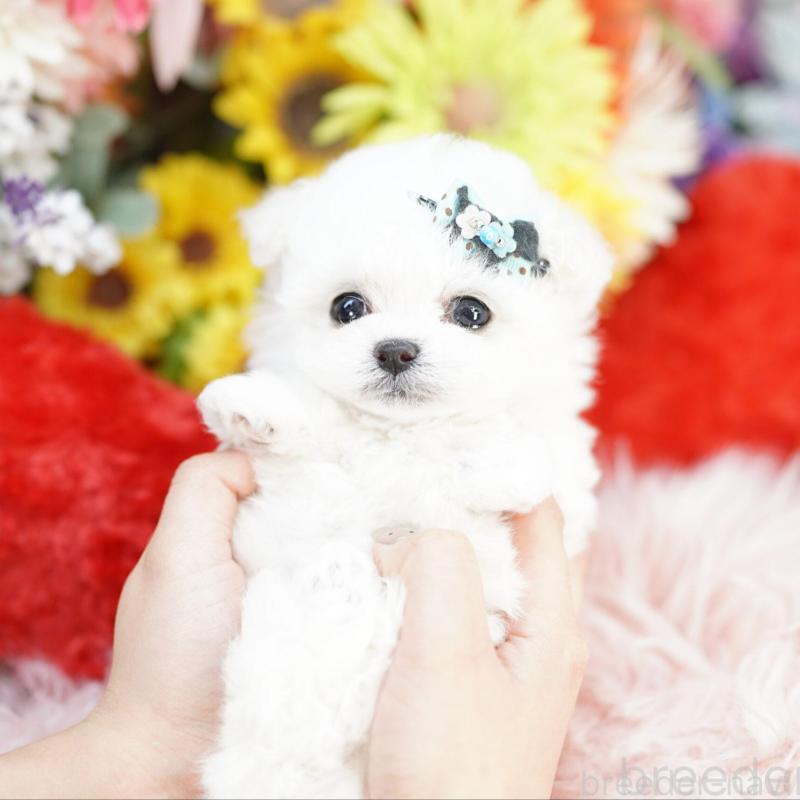 販売中の埼玉県のビションフリーゼ-444310の3枚目