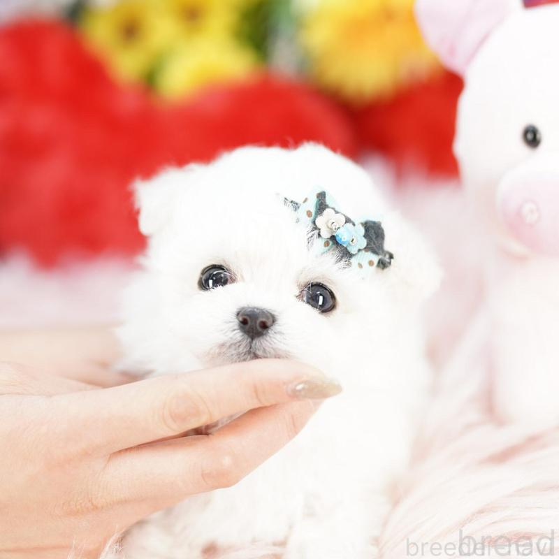 販売中の埼玉県のビションフリーゼ-444310の2枚目