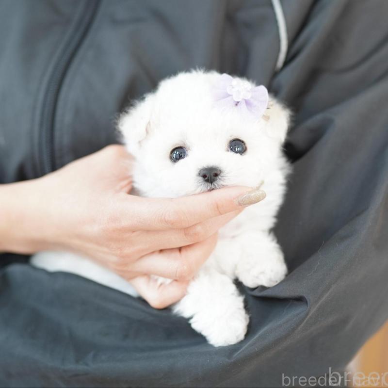 販売中の埼玉県のビションフリーゼ-444311の4枚目