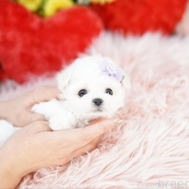 販売中の埼玉県のビションフリーゼ-444311の3枚目