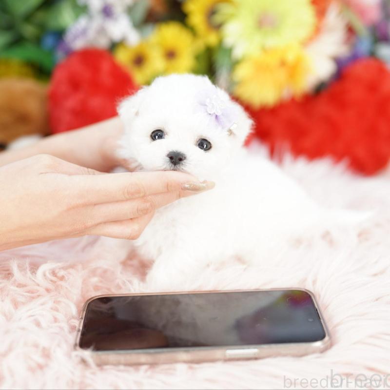 販売中の埼玉県のビションフリーゼ-444311の2枚目