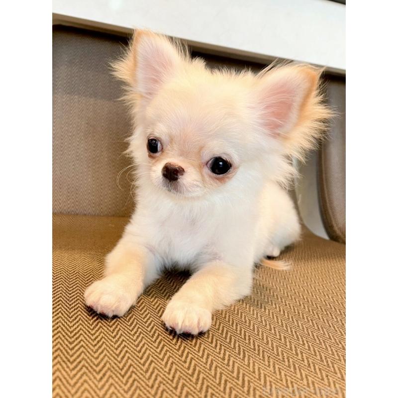 販売中の神奈川県のチワワ(ロングコート)-434729の2枚目