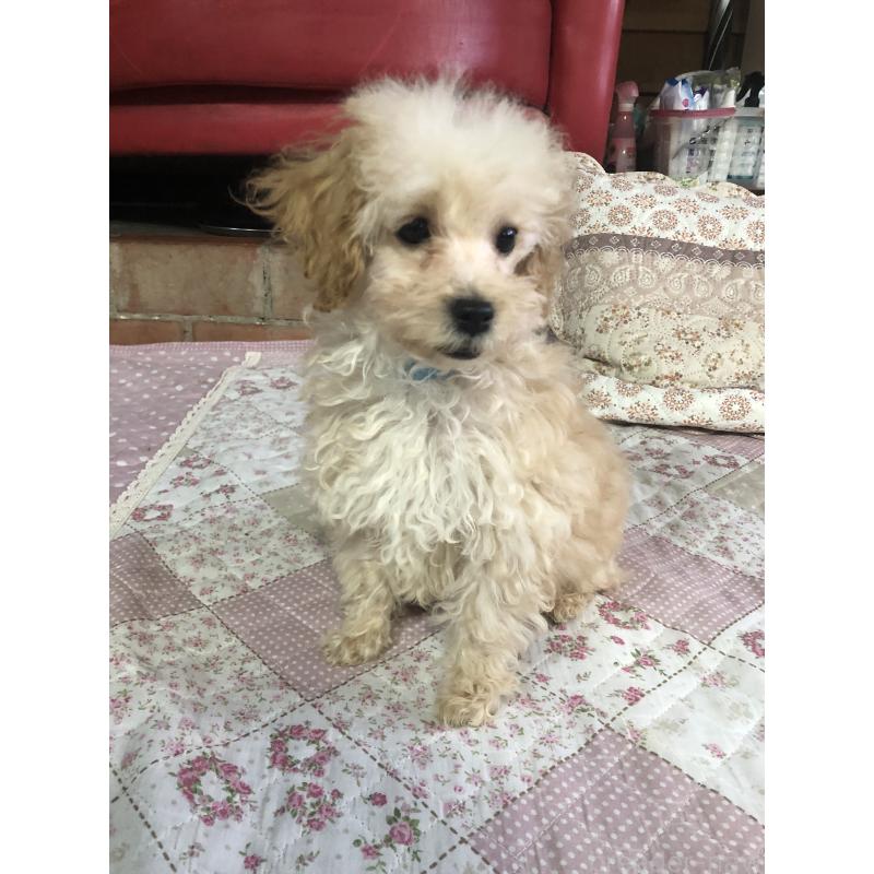 販売中の兵庫県のトイプードル-437676の17枚目