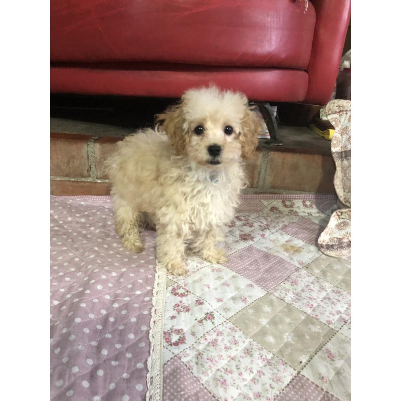 販売中の兵庫県のトイプードル-437676の15枚目