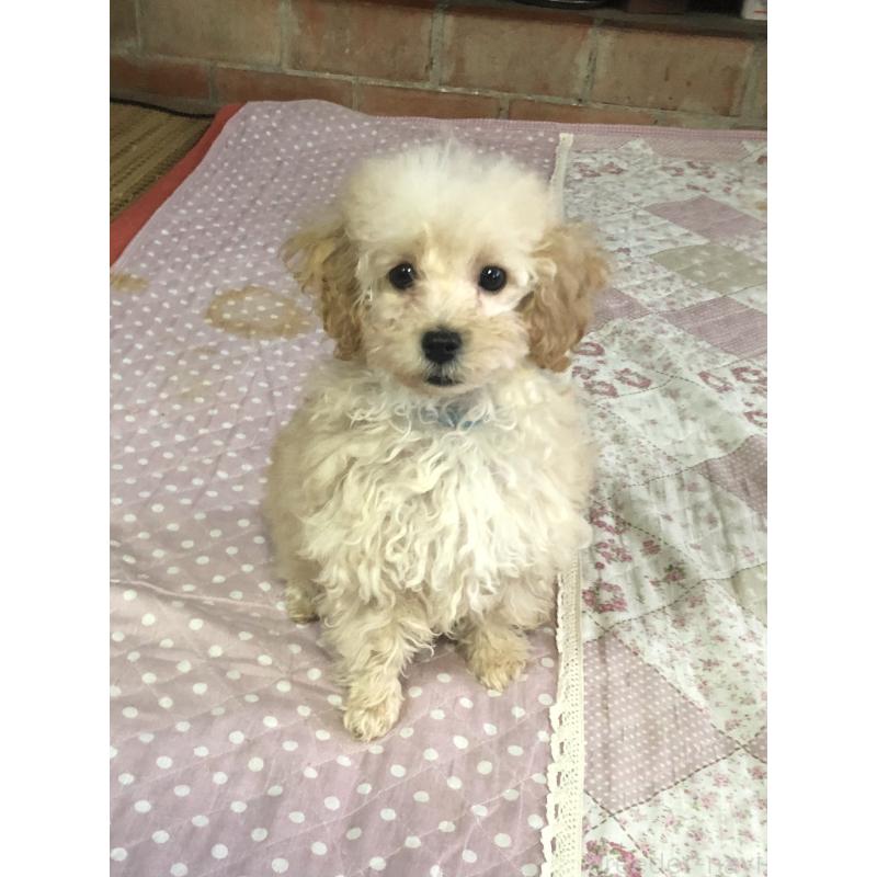 販売中の兵庫県のトイプードル-437676