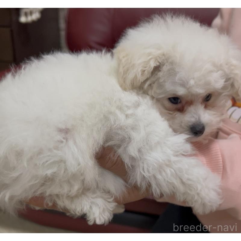 販売中の茨城県のトイプードル-444500の5枚目