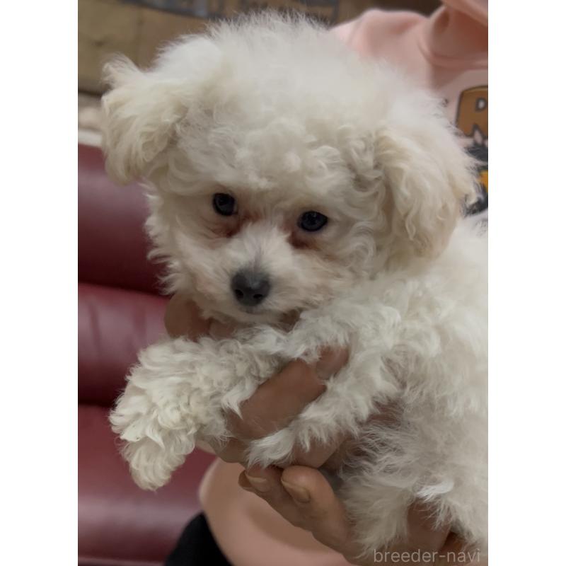 販売中の茨城県のトイプードル-444500の4枚目