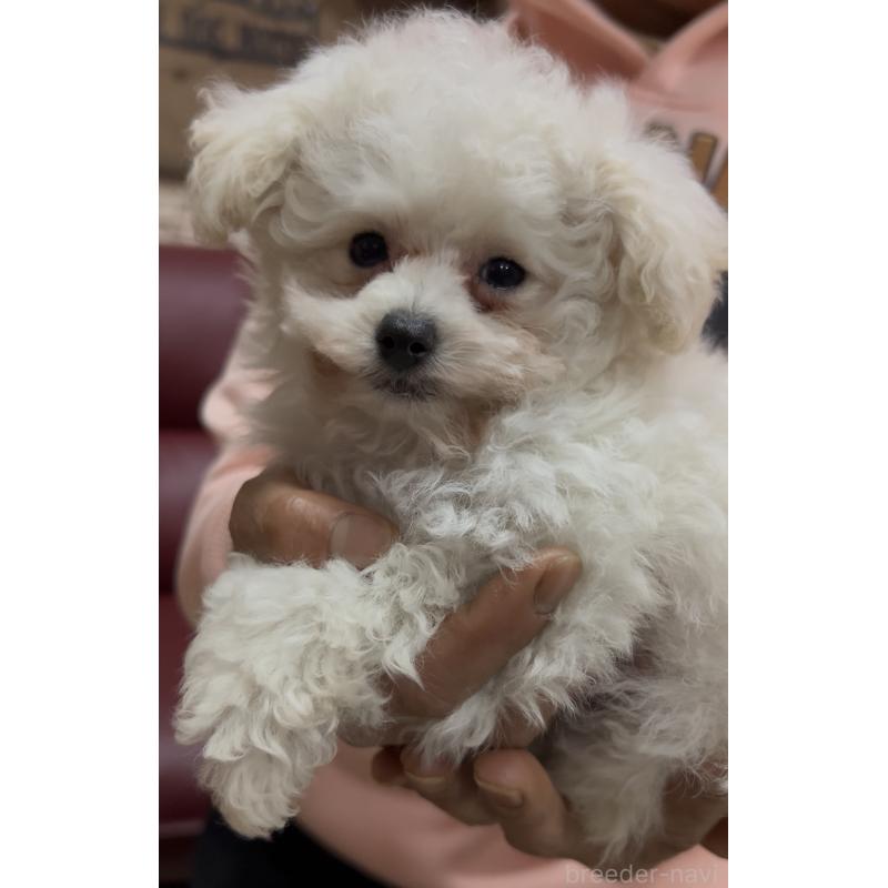 販売中の茨城県のトイプードル-444500の3枚目