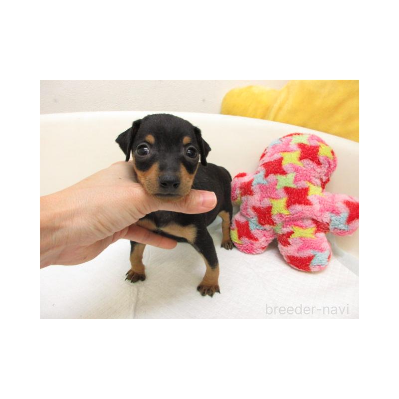 販売中の大阪府のミニチュアピンシャー(ミニピン)-444499の2枚目