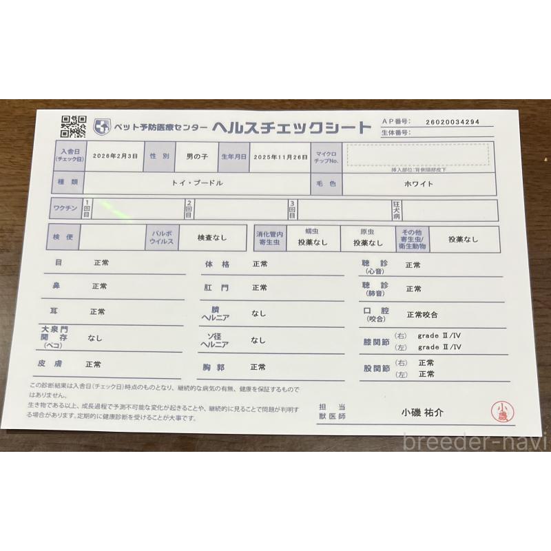 販売中の茨城県のトイプードル-444500の2枚目