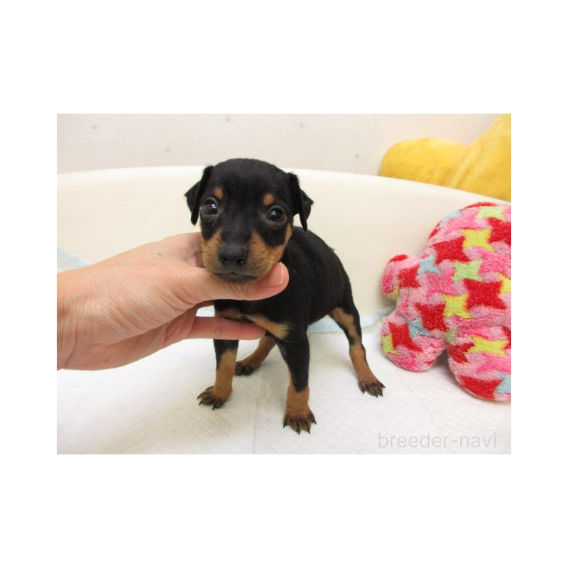 販売中の大阪府のミニチュアピンシャー(ミニピン)-444501