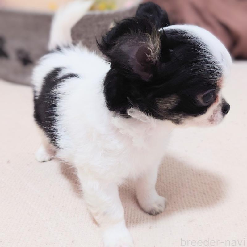 販売中の大阪府のチワワ(ロングコート)-436688の9枚目