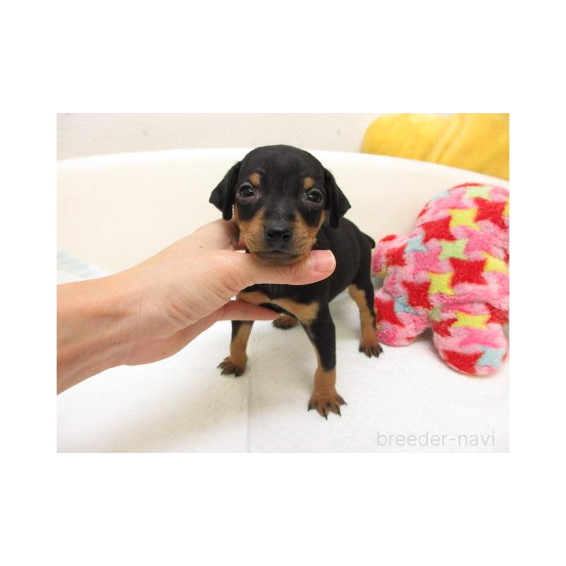 販売中の大阪府のミニチュアピンシャー(ミニピン)-444503の2枚目