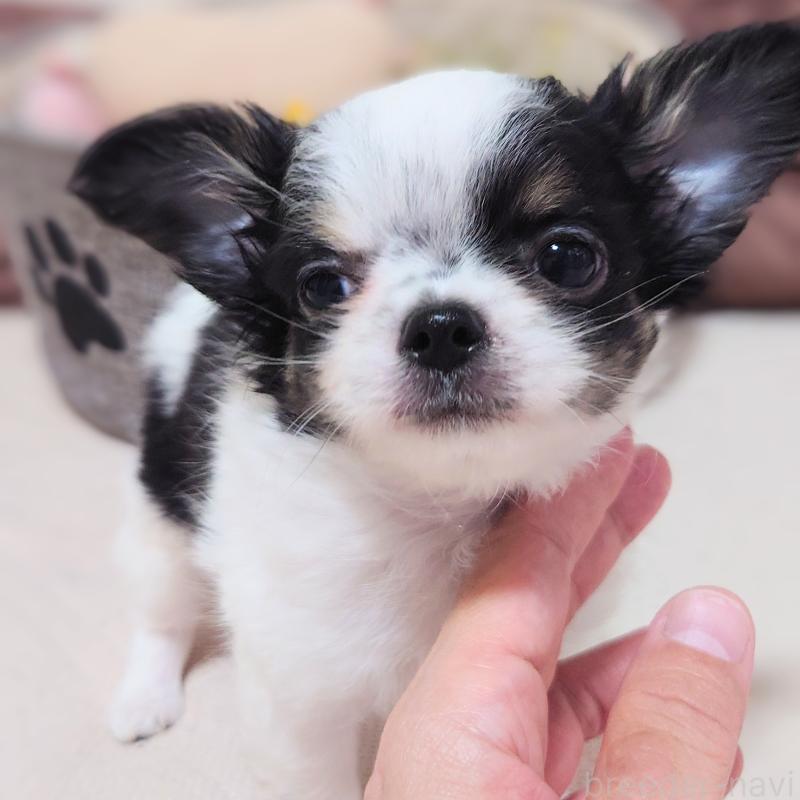 販売中の大阪府のチワワ(ロングコート)-436688の4枚目