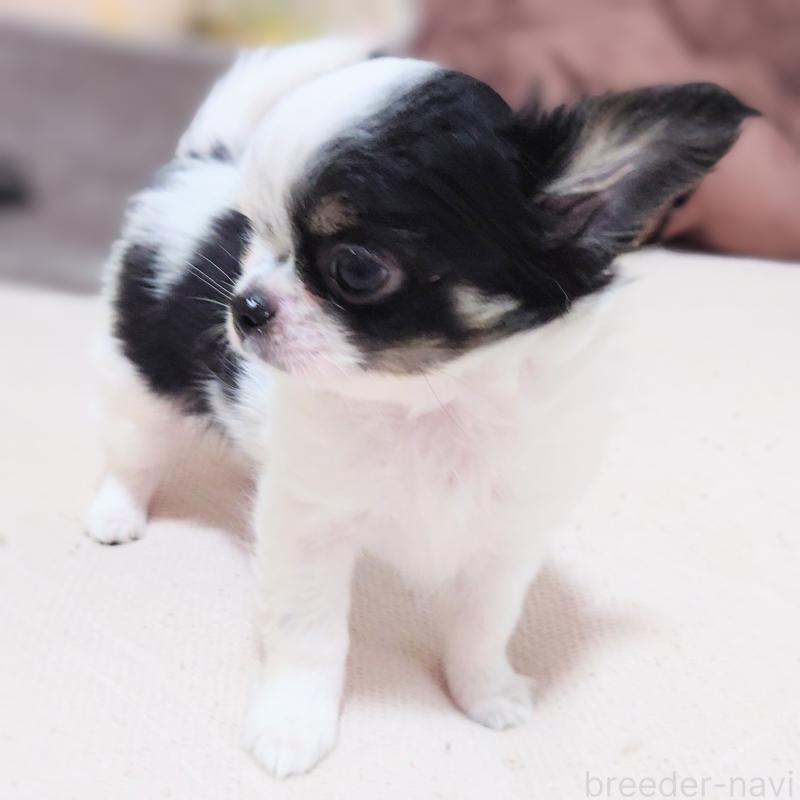 販売中の大阪府のチワワ(ロングコート)-436688の3枚目