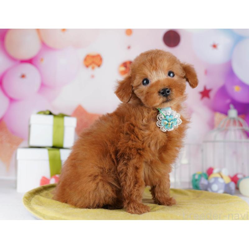 販売中の神奈川県のタイニープードル-444505の15枚目