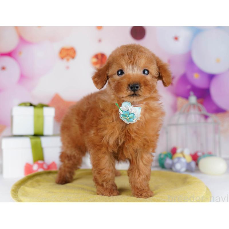 販売中の神奈川県のタイニープードル-444505の14枚目