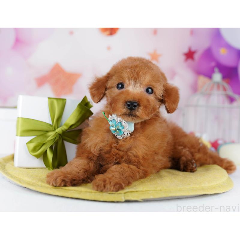 販売中の神奈川県のタイニープードル-444505の13枚目