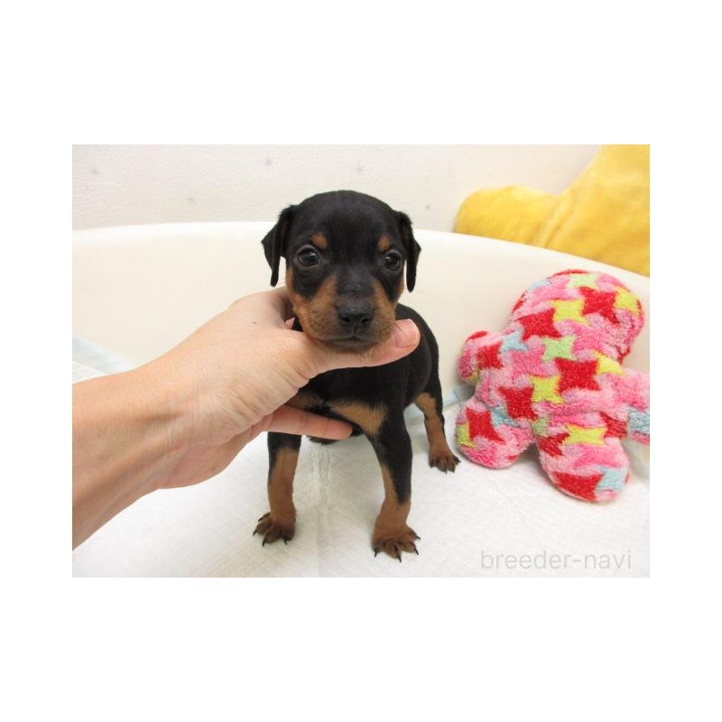 販売中の大阪府のミニチュアピンシャー(ミニピン)-444504