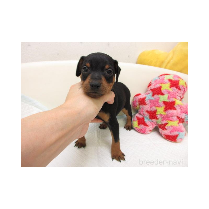 販売中の大阪府のミニチュアピンシャー(ミニピン)-444504の2枚目