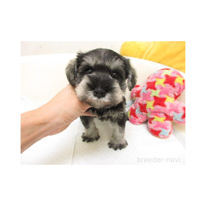 販売中の大阪府のミニチュアシュナウザー-444506