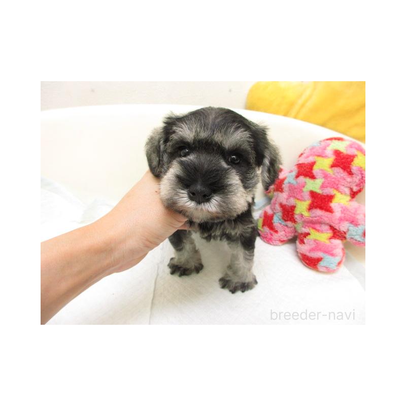 販売中の大阪府のミニチュアシュナウザー-444506の2枚目