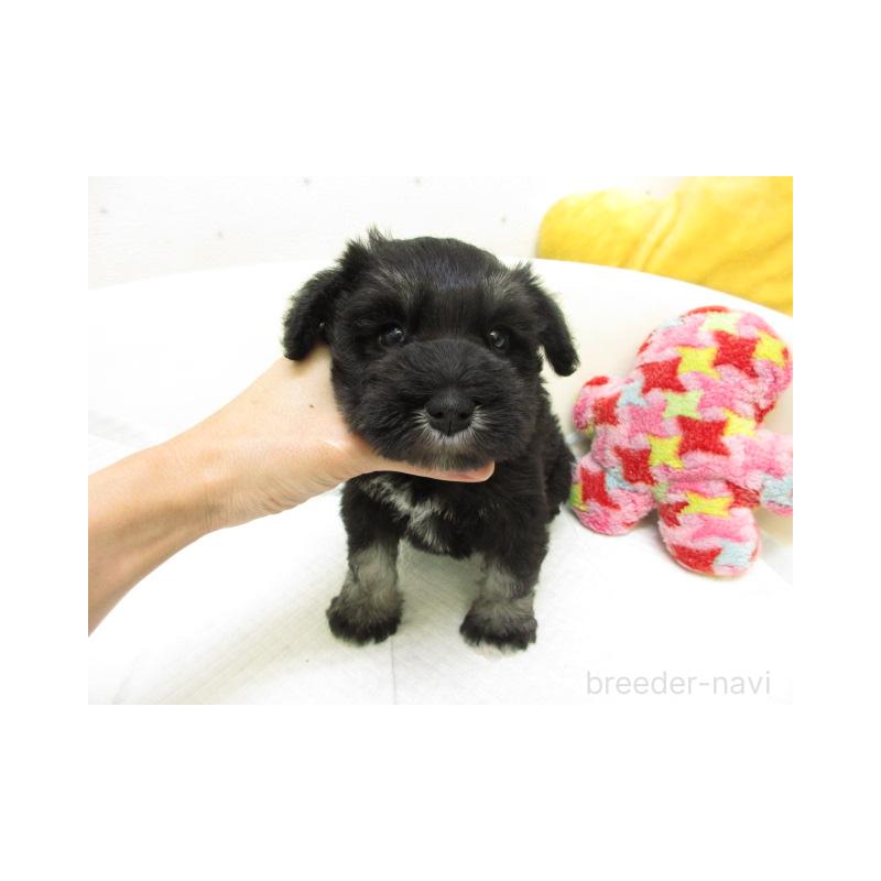 販売中の大阪府のミニチュアシュナウザー-444507の2枚目