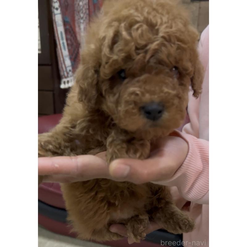 販売中の茨城県のトイプードル-444508の10枚目
