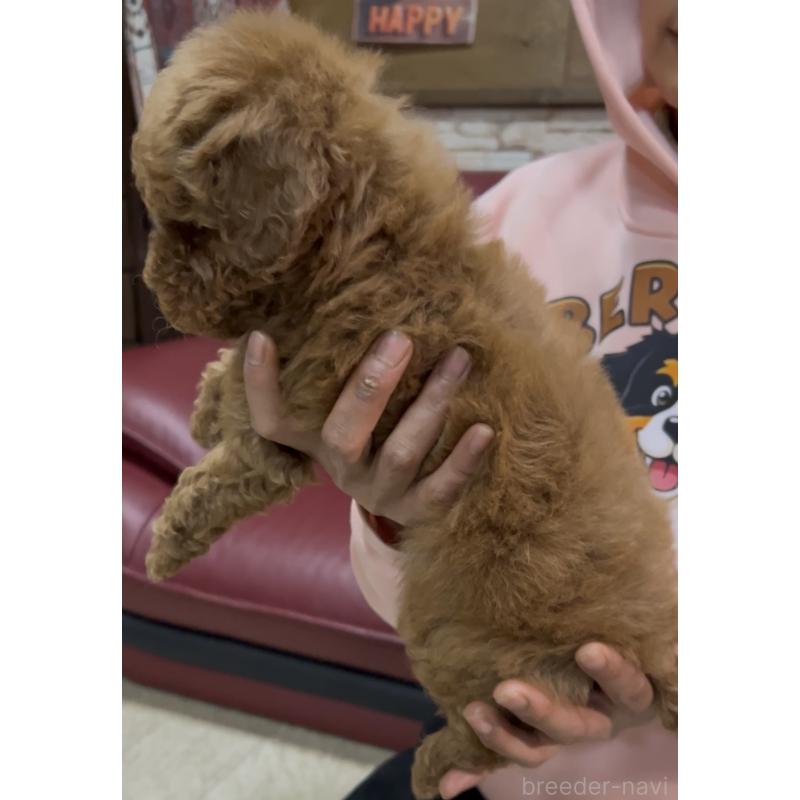 販売中の茨城県のトイプードル-444508の8枚目
